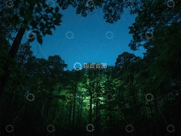 夜幕下的森林，星光闪烁