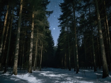 冬夜森林，星光点点