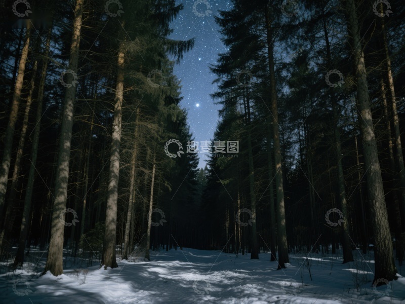 高清大图下载【趣麦麦图】冬夜森林，星光点点