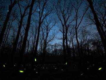 夜林萤火虫闪烁