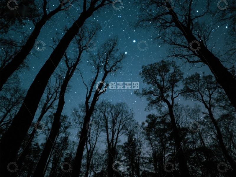 高清大图下载【趣麦麦图】夜空下的森林剪影