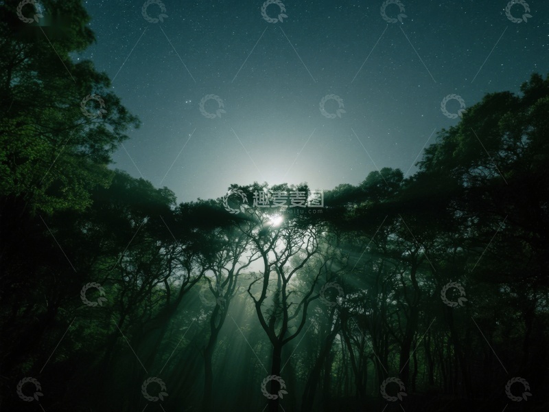 高清大图下载【趣麦麦图】月光穿透树林的夜景