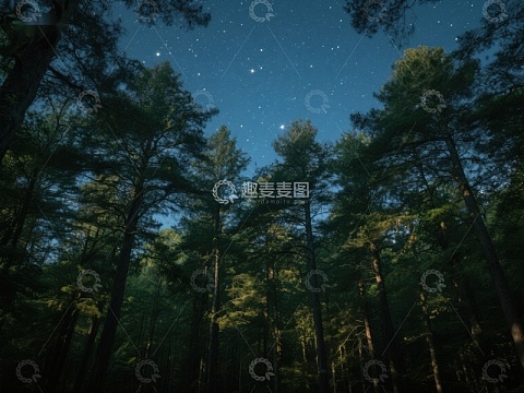 夜空下的森林