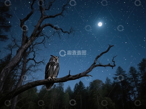 夜空下的猫头鹰