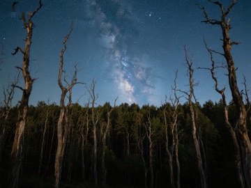夜空下的枯树与银河