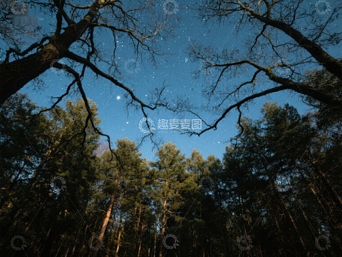 夜空下的森林剪影