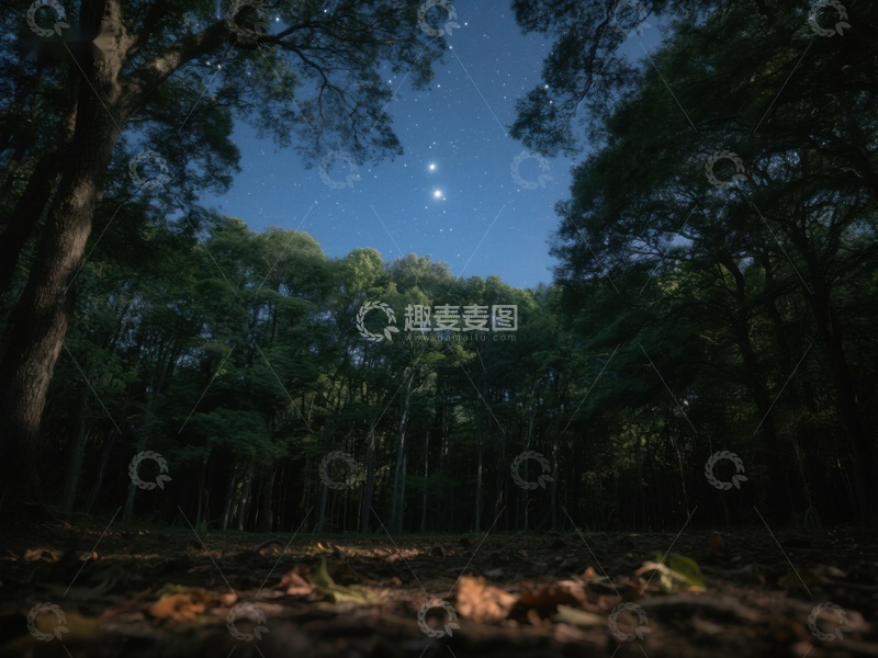 高清大图下载【趣麦麦图】夜空下的森林静谧景象