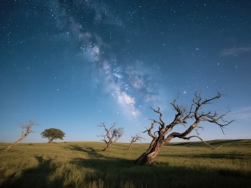 星空下的枯树与草原