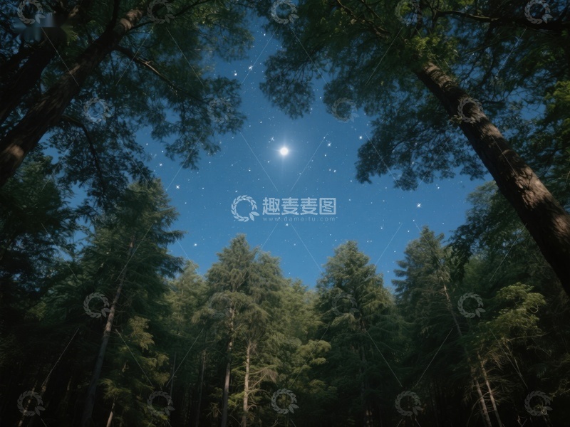高清大图下载【趣麦麦图】夜空下的森林