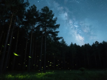 夜空下的森林与萤火虫