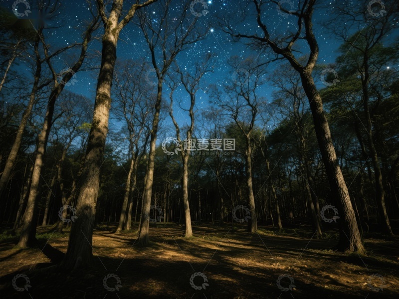 高清大图下载【趣麦麦图】夜空下的森林剪影