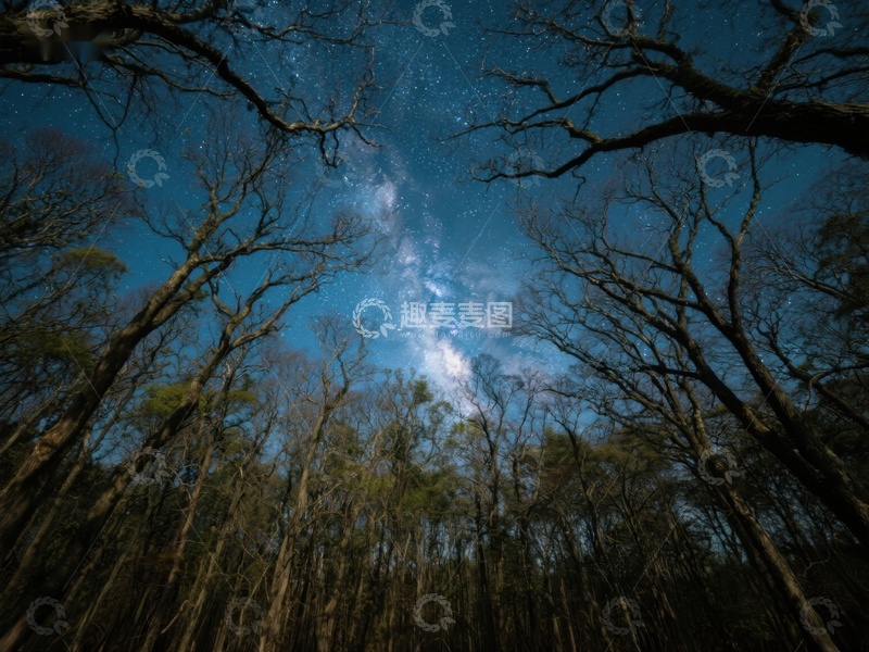 高清大图下载【趣麦麦图】夜空下的森林剪影