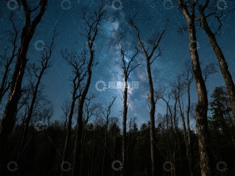 高清大图下载【趣麦麦图】夜空下的森林剪影