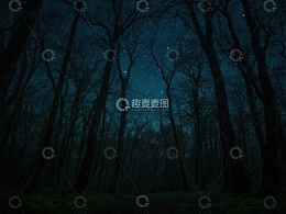 夜幕下的森林与星空