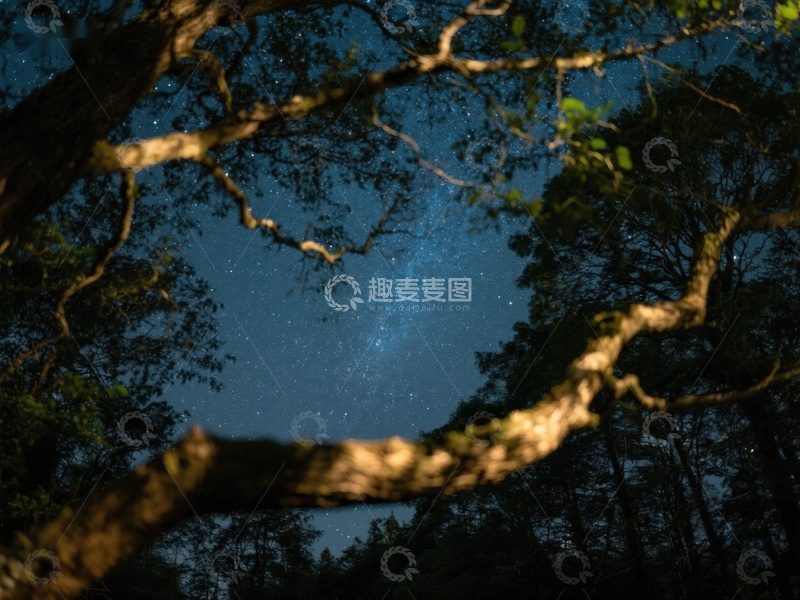 高清大图下载【趣麦麦图】夜空下的森林剪影