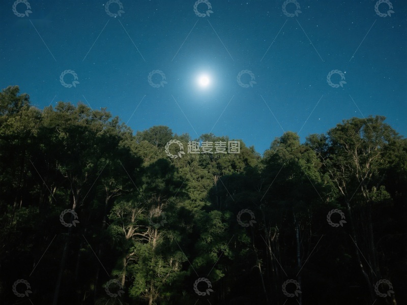 高清大图下载【趣麦麦图】夜空下的森林剪影