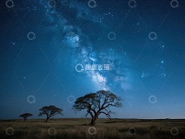 星空下的孤树剪影