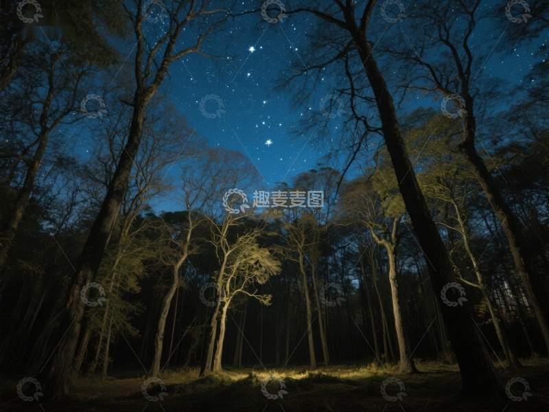 高清大图下载【趣麦麦图】夜空下的森林剪影