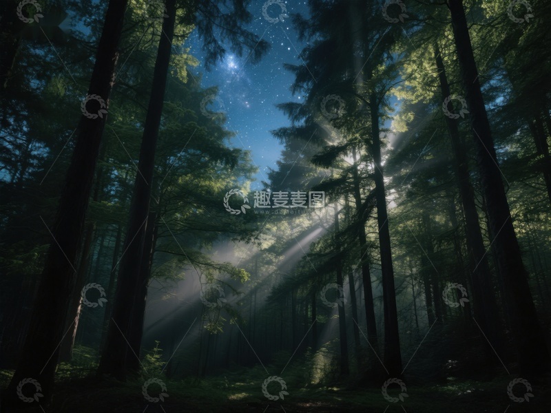 高清大图下载【趣麦麦图】夜幕森林，星光与光束交织