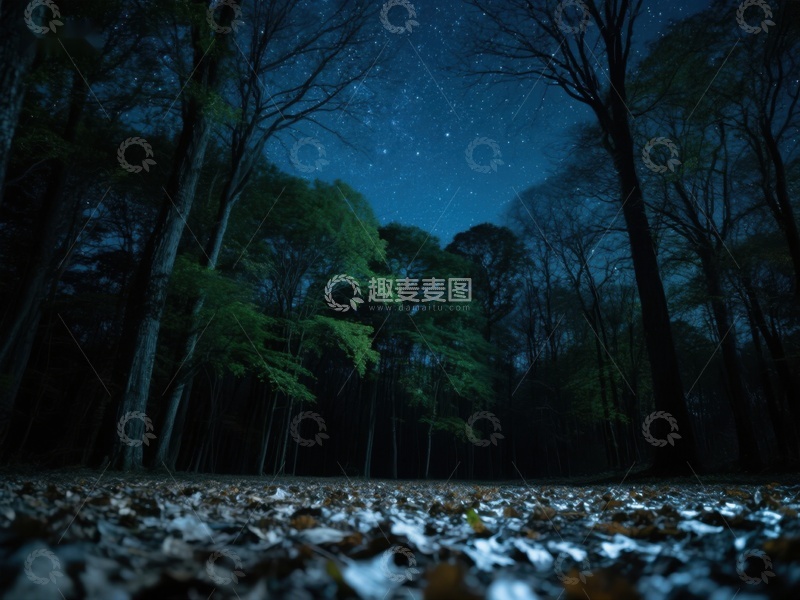 高清大图下载【趣麦麦图】夜幕下的森林