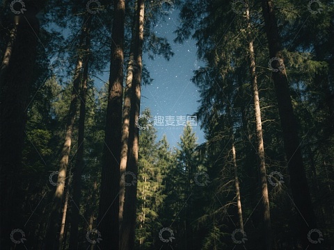 夜空下的森林