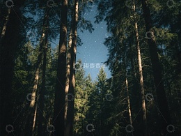 夜空下的森林