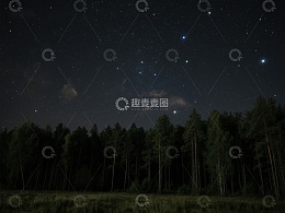 夜空下的森林剪影