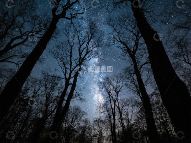 高清大图下载【趣麦麦图】夜空下的森林剪影