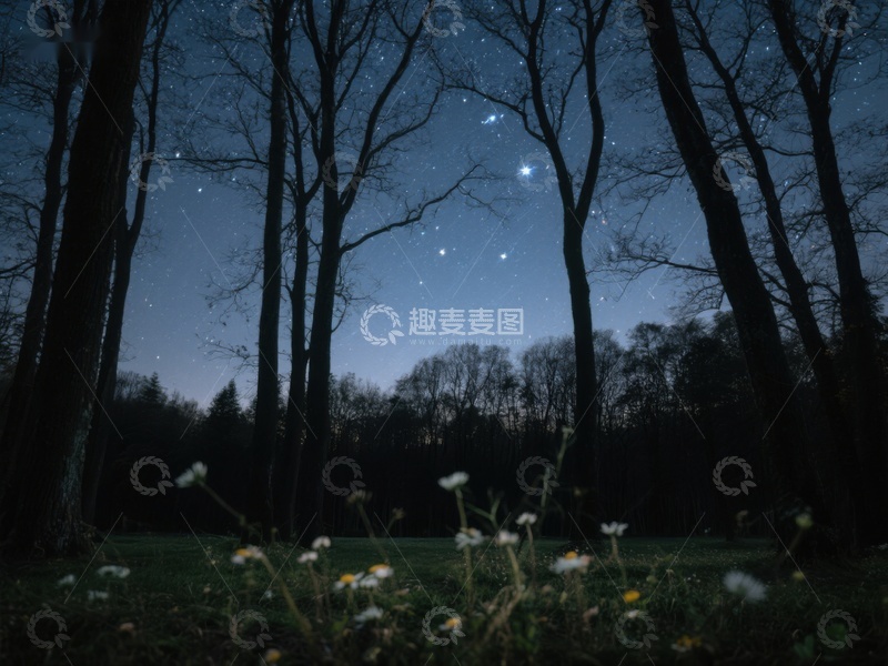 高清大图下载【趣麦麦图】夜空下的森林与野花