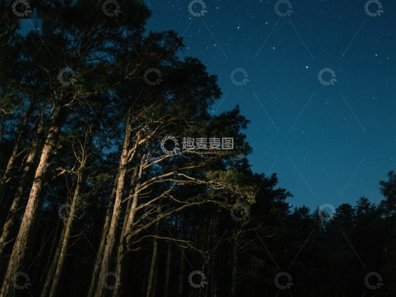 高清大图下载【趣麦麦图】夜空下的森林剪影