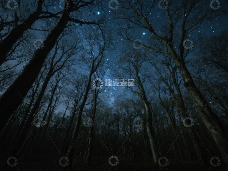 高清大图下载【趣麦麦图】夜空下的森林剪影
