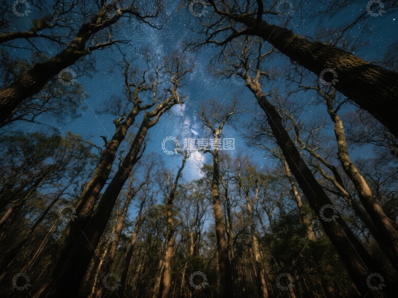 高清大图下载【趣麦麦图】夜空下的森林
