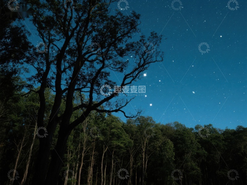高清大图下载【趣麦麦图】夜空下的森林剪影