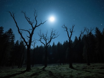 月光下的枯树与森林