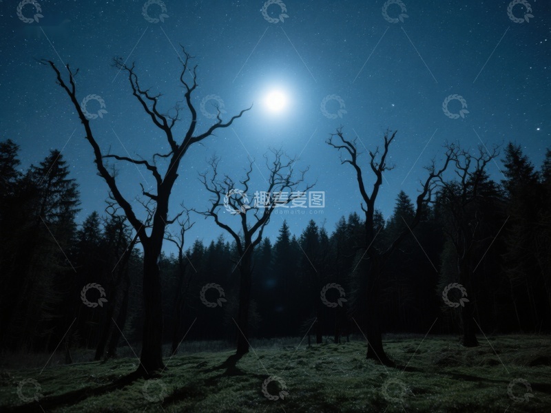 高清大图下载【趣麦麦图】月光下的枯树与森林