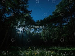 夜幕下的森林，星光点点