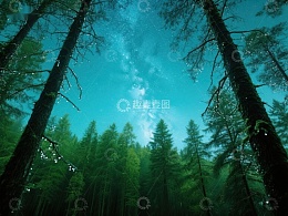 夜空下的森林