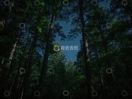 夜空下的森林