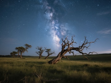 夜空下的枯树与银河