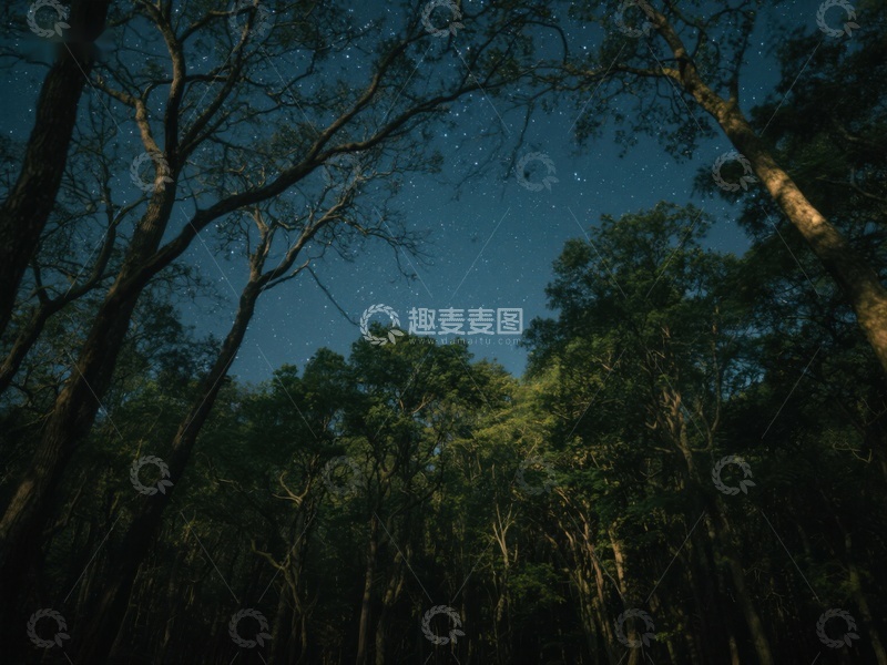 高清大图下载【趣麦麦图】夜空下的森林剪影
