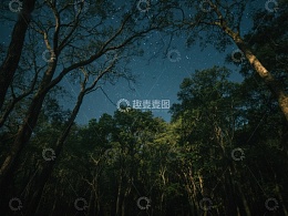 夜空下的森林剪影