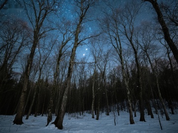 冬夜森林，星空闪烁