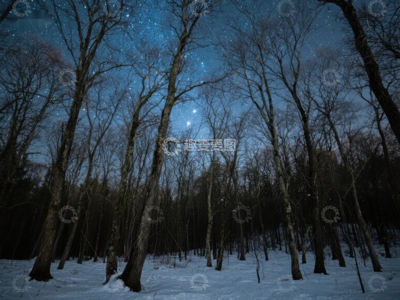 高清大图下载【趣麦麦图】冬夜森林，星空闪烁