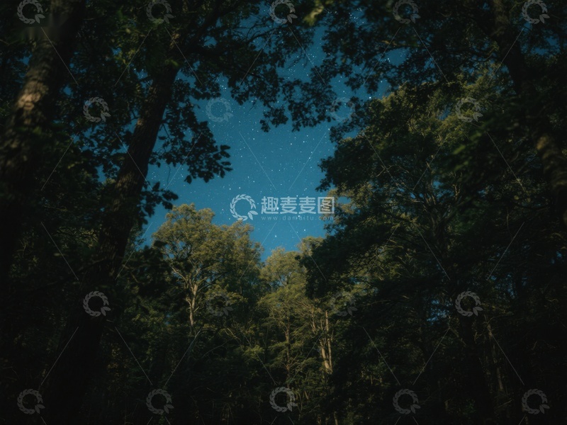 高清大图下载【趣麦麦图】夜空下的森林