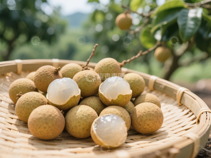 高清大图下载【趣麦麦图】新鲜龙眼果篮，果园背景