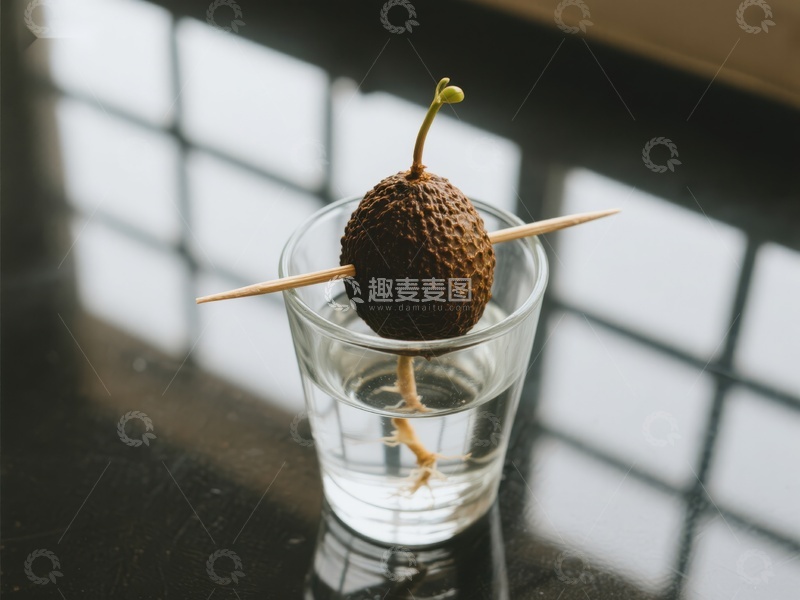 水培植物种子发芽