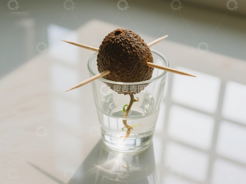 水培植物种子的萌发过程