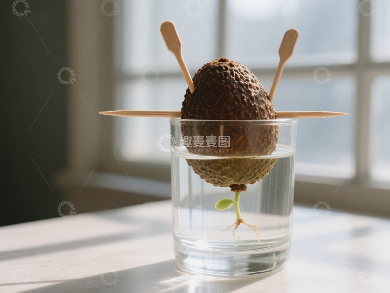 水培鳄梨种子的生长过程