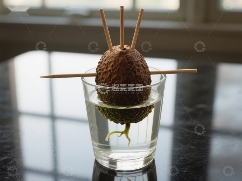 椰子发芽，竹签固定水中