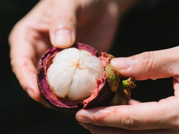 双手捧着新鲜的山竹果